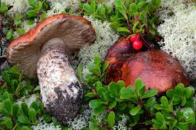 Attēlu rezultāti vaicājumam “Leccinum”