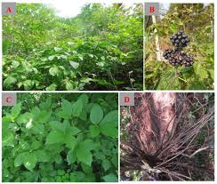 Attēlu rezultāti vaicājumam “Eleutherococcus sessiliflorus”