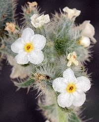 Attēlu rezultāti vaicājumam “Cribraria oregana”