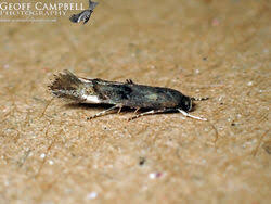 Attēlu rezultāti vaicājumam “Epermeniidae”