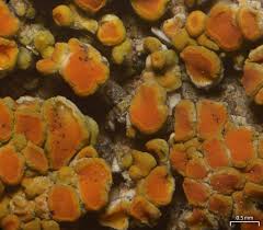 Attēlu rezultāti vaicājumam “Caloplaca scopularis”