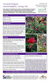 Image result for Monarda didyma