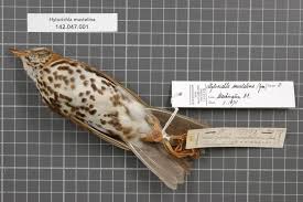 Image result for Hylocichla mustelina