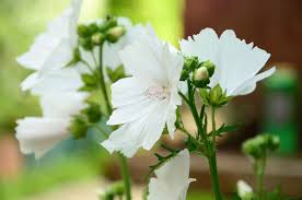 Image result for Malva moschata