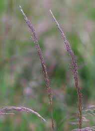 Attēlu rezultāti vaicājumam “Danthonia decumbens fruit”