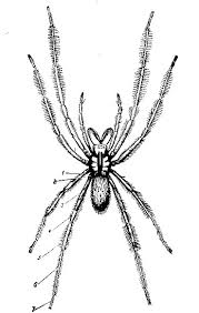 Attēlu rezultāti vaicājumam “Arachnida”