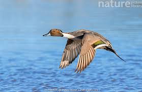 Image result for Anas acuta