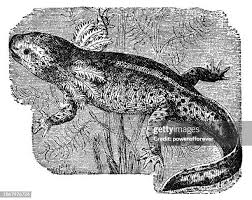 Attēlu rezultāti vaicājumam “Diderma tigrinum young”