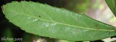Attēlu rezultāti vaicājumam “Chimaphila umbellata leaf”