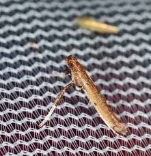 Attēlu rezultāti vaicājumam “Caloptilia hemidactylella”