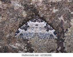 Attēlu rezultāti vaicājumam “Xanthorhoe fluctuata”