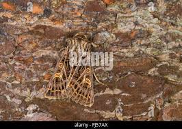 Attēlu rezultāti vaicājumam “Tholera decimalis female”