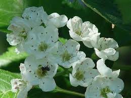 Attēlu rezultāti vaicājumam “Crataegus chrysocarpa”