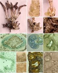 Attēlu rezultāti vaicājumam “Lathraea squamaria bud”