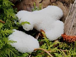 Attēlu rezultāti vaicājumam “Tubifera ferruginosa (subsp. ferruginosa) spores”