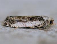 Attēlu rezultāti vaicājumam “Epinotia ramella”