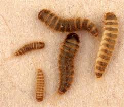 Attēlu rezultāti vaicājumam “Attagenus smirnovi”