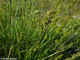 Attēlu rezultāti vaicājumam “Carex spicata”