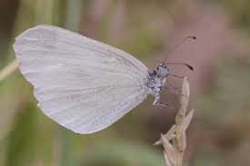 Attēlu rezultāti vaicājumam “Leptidea sinapis”
