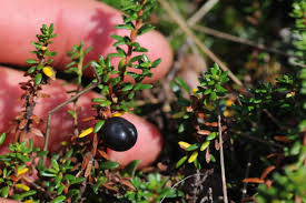 Attēlu rezultāti vaicājumam “Empetrum nigrum”