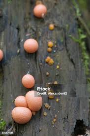 Attēlu rezultāti vaicājumam “Lycogala exiguum aggr. macro”