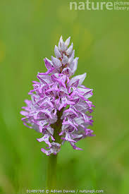 Attēlu rezultāti vaicājumam “Orchis militaris flower”