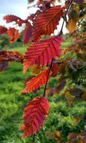 Attēlu rezultāti vaicājumam “Carpinus betulus leaf”