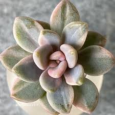 Image result for Mehikasvi