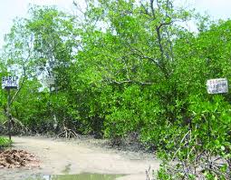 Attēlu rezultāti vaicājumam “Licea testudinacea plasmodium”