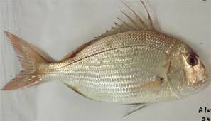 Image result for Pagrus