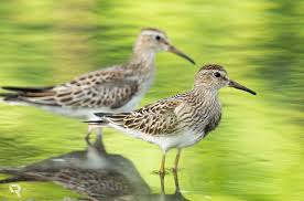 Image result for Calidris melanotos