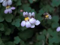 Attēlu rezultāti vaicājumam “Saxifraga cymbalaria”