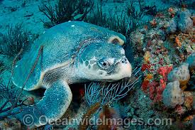 Image result for Lepidochelys kempii