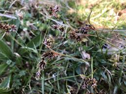 Attēlu rezultāti vaicājumam “Luzula campestris”