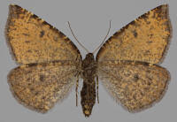 Attēlu rezultāti vaicājumam “Epirranthis diversata”