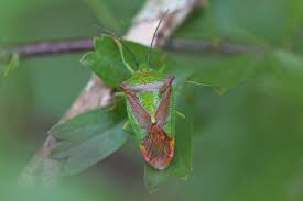 Attēlu rezultāti vaicājumam “Acanthosoma haemorrhoidale imago”