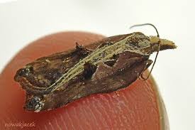 Attēlu rezultāti vaicājumam “Acleris cristana”