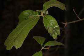 Attēlu rezultāti vaicājumam “Neuroterus albipes”