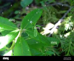 Attēlu rezultāti vaicājumam “Galium trifidum”