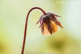 Attēlu rezultāti vaicājumam “Geum rivale flower”