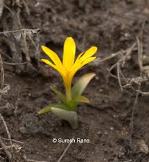 Attēlu rezultāti vaicājumam “Colchicaceae”