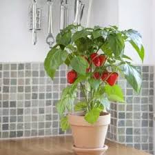 Afbeeldingsresultaat voor hungarian sweet apple sweet pepper