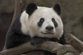 Image result for pandas