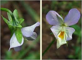 Attēlu rezultāti vaicājumam “Viola tricolor subsp. curtisii flower”