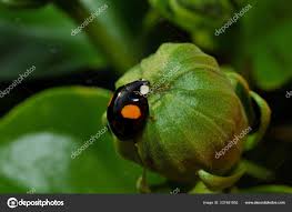 Attēlu rezultāti vaicājumam “Chilocorus renipustulatus”