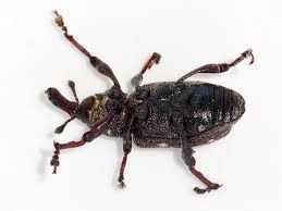 Attēlu rezultāti vaicājumam “Hylobius abietis”