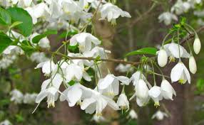 Attēlu rezultāti vaicājumam “Prunus serotina flower”