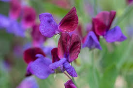Image result for Lathyrus odoratus
