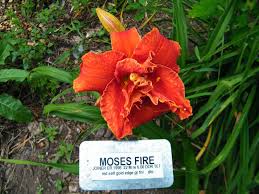 Image result for Hemerocallis `Moses Fire`