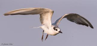 Attēlu rezultāti vaicājumam “Chlidonias hybrida adult”